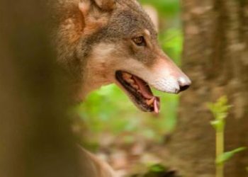 Lupo uccide un cane nel Pescarese ma la convivenza è possibile: le regole