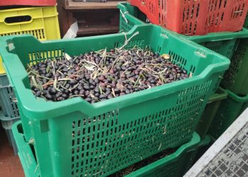 “Quando la Terra diventa Arte. Loreto Aprutino e le sue eccellenze”, presentato il programma