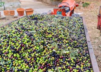 Eccellenze abruzzesi, i 170 anni del Frantoio Libertario Abrugiato