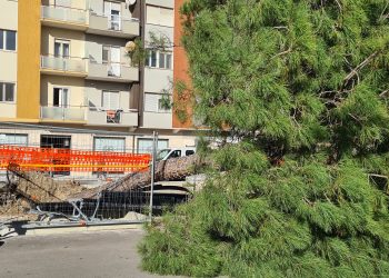Pino caduto in cantiere zona stadio, Conalpa Pescara: “Basta lavori a ridosso degli alberi”