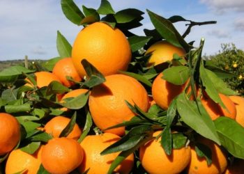 Rotary Club L’Aquila dona 100 chili di arance alla mensa di Celestino