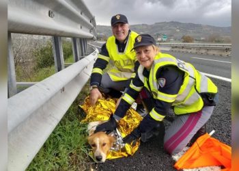 Cane investito e lasciato sull’A14, soccorso dalla Polizia di Stato