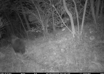 Orso bruno marsicano avvistato nel Parco Sirente Velino: “Per noi positiva conferma”