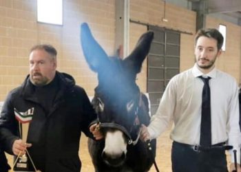 Tre asini allevati dalla facoltà di medicina veterinaria dell’UniTe sul podio (Foto)