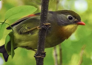 Usignolo del Giappone si insedia in Abruzzo: Soa individua la specie e segnala i rischi