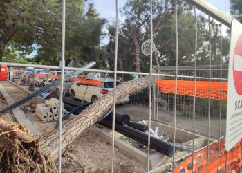 Cade albero in un cantiere della zona stadio, Pettinari: “Caos inaccettabile sotto Natale”