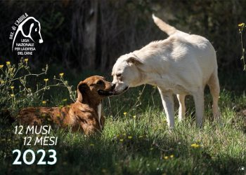 “A Natale sostieni i cani randagi dell’Aquila”, la campagna della Lndc