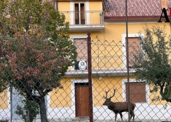 Cervo in caserma per il presentat’arm