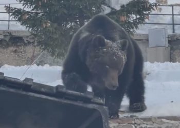 Tornano gli stalker dell’orso Juan Carrito: le nuove riprese al grido “amore mio quanto sei bello”
