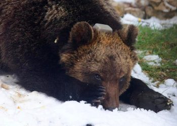 Juan Carrito, Di Girolamo: “Il Governo intervenga a tutela delle spicie animali protette”
