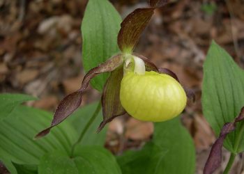 “Orchidee in Festa”, tre giorni a Pescara per scoprire specie protette e insetti impollinatori