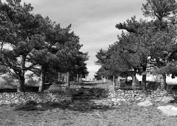 Il centenario dell’istituzione di parchi e viali della Rimembranza nell’ultimo libro di Matteo Nanni