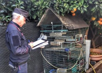 Bracconaggio, sequestrati a un cacciatore esemplari di uccelli selvatici detenuti illegalmente