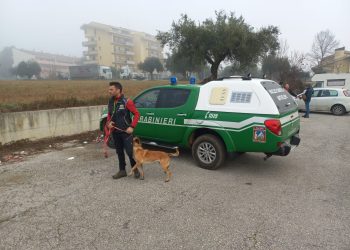 Esche e sostanze tossiche a terra, in pericolo animali domestici e selvatici (Foto)