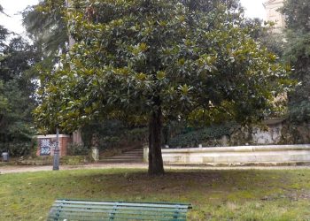La magnolia della Villa Comunale di Chieti non sarà tagliata, le reazioni
