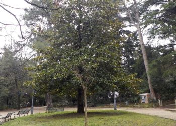Pianta di magnolia in pericolo a Chieti, Wwf: “Intervento vietato da Soprintendenza, non va tagliata”