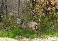 Avvistato lupo con la rogna, il Parco Maiella spiega: “In natura accade”, ecco perché