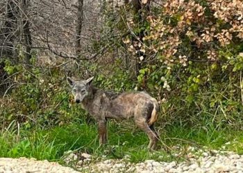Avvistato lupo con la rogna, il Parco Maiella spiega: “In natura accade”, ecco perché