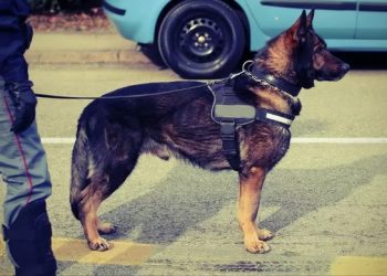 Sorpresi in possesso di sostanze stupefacenti, tre giovani segnalati alla Prefettura