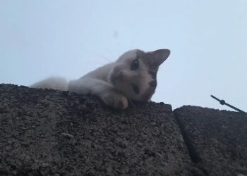 Servizio taxi Pescara, nuove tabelle e sconti: animali nel trasportino viaggiano gratis