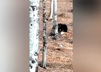 A Roccaraso torna lo “show” Juan Carrito, l’orso seguito e filmato (VIDEO)