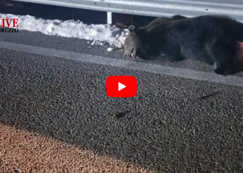 Investito e ucciso Juan Carrito, l’orso simbolo d’Abruzzo muore schiacciato a un guard rail
