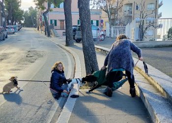 Molosso aggredisce cagnoline a passeggio, denuncia l’associazione: “Istituzioni intervengano”