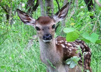 Caccia al cervo e al capriolo, Wwf Abruzzo: “Regole poco chiare nella gestione”