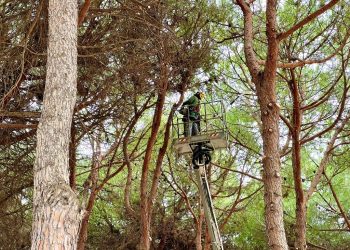 Partiti gli interventi di manutenzione e potatura straordinaria a Roseto degli Abruzzi