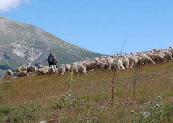 Tratturi: la giunta approva convenzione per studi promossi dall’Università dell’Aquila