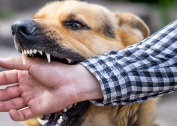 Partono i corsi obbligatori per i proprietari di cani aggressivi a rischio elevato
