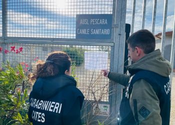 Canile sanitario sotto sequestro, Lndc e Lav scrivono al custode giudiziario