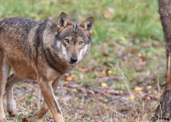 A Pescasseroli lupi sbranano cani, allarme nella popolazione: il Pnalm incontra i cittadini