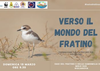 Salvaguardia del fratino, a Giulianova una giornata per la sensibilizzazione