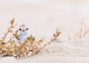 Al via il progetto Salvafratino Abruzzo 2023: previsti incontri formativi per i volontari