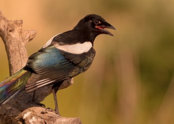 Sulmona, una gazza ladra si infiltra nel carcere e colpisce un agente di sicurezza