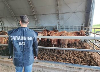 Sicurezza alimentare, controlli dei NAS di Pescara alla filiera della carne