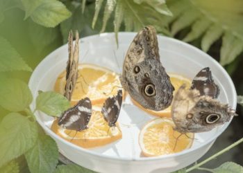 Fotografia: alla Meshroom Photography School di Pescara, talk gratuito con Martina Zanin e Melissa Pallini