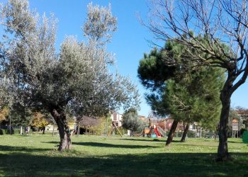 Un albero in più per Giulianova: nuove piante nel parco Cerasari