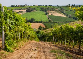 Il Movimento Turismo Vino Abruzzo: cambia l’enoturismo. Esperienze, cultura e relazioni.