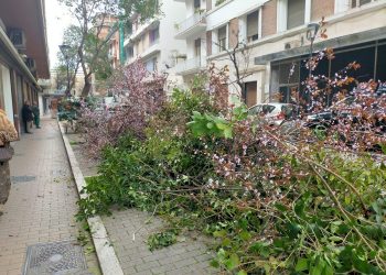 L’ordine provinciale degli agronomi di Pescara approva abbattimenti, la polemica
