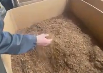 Produzione e commercializzazione illecite di tabacco, 10 rinvii a giudizio: tutti i nomi dell’inchiesta