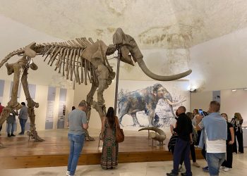 Tornano le aperture straordinarie del Mammut al Museo Nazionale d’Abruzzo: qui tutte le info