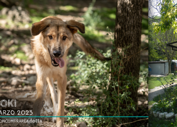 A Pasqua regala ColomBAU e uova di cioccolato per i cani delle Cucce felici