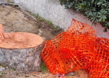 Taglio di alberi a Francavilla, Conalpa: “Danni al patrimonio arboreo, serve confronto”