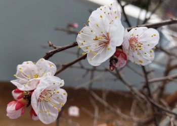 Maltempo, l’allarme della Coldiretti: “Coltivazioni in fiore a rischio per gelo e pioggia”