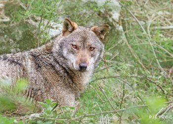 E dopo il caso dell’orso, arriva in Abruzzo il disciplinare per il lupo