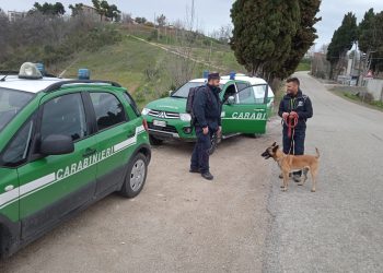 Cresce il fenomeno delle esche avvelenate nella provincia dei Teramo, controlli a tappeto su tutto il territorio