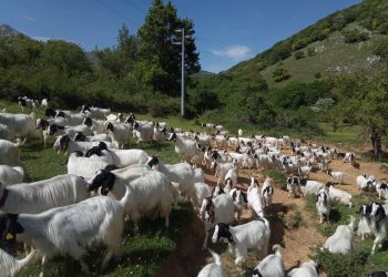 Un caseificio sostenibile e soggiorni rurali, ecco la nuova scommessa di Zooristur