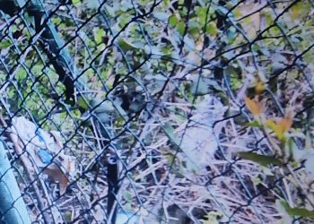 I gatti della colonia felina a rischio di vita secondo il parere del veterinario: “No ai lavori pubblici”